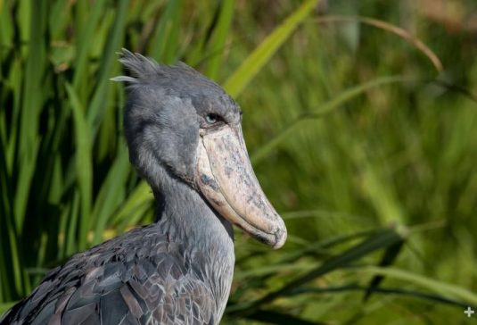 معلومات عن طائر حذاء النيل