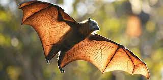 معلومات مدهشة ومثيرة عن طيور الخفافيش
