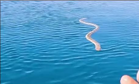  كيف يسبح ثعبان البحر الأسترالي 