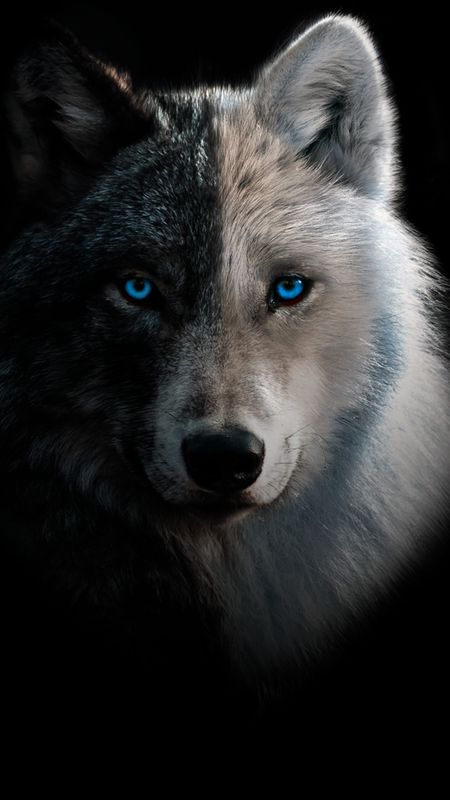 ما هو لقب الذئب