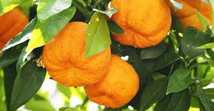 فاكهة بحرف النون