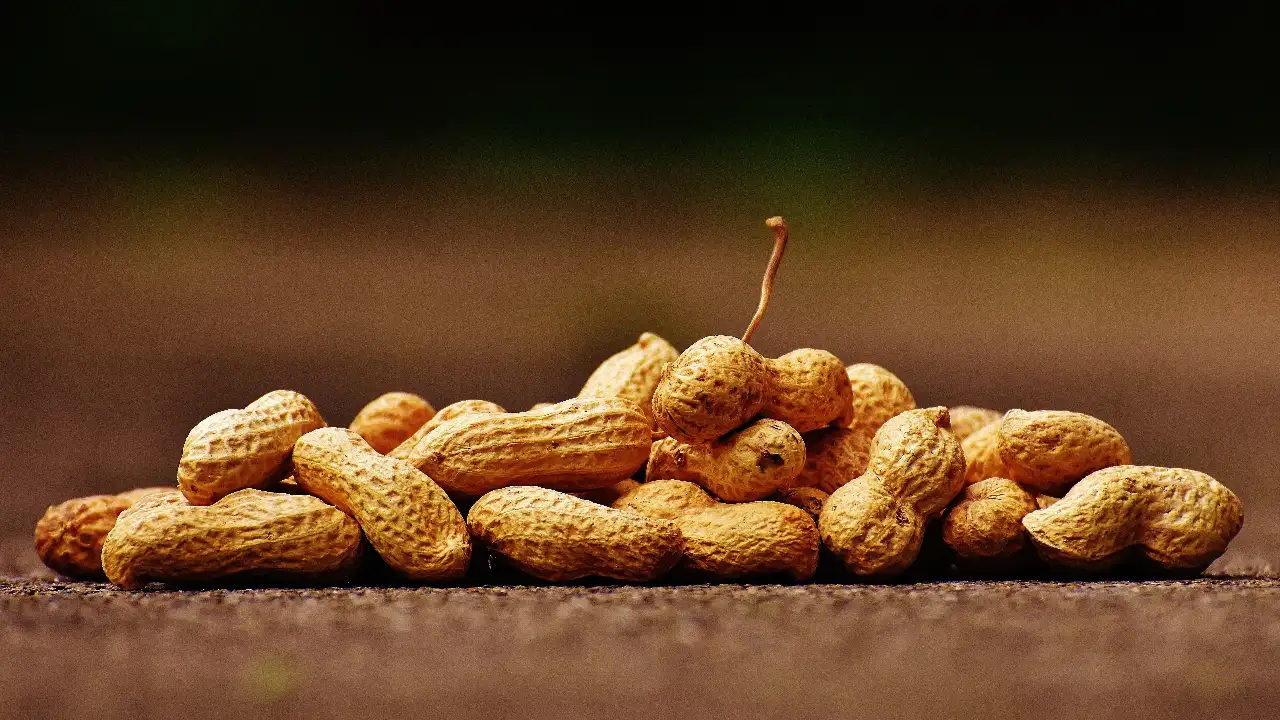 اسم الفول السوداني في الامارات