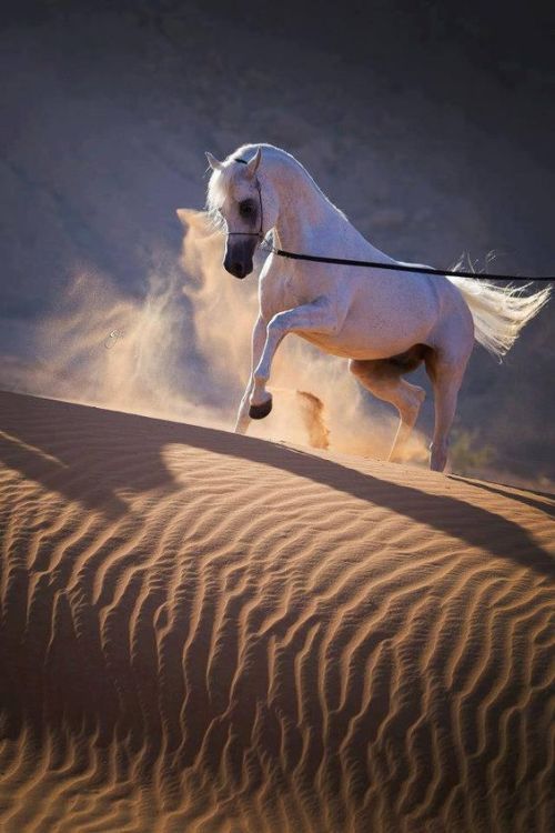 اسماء احصنة عربية شهيرة