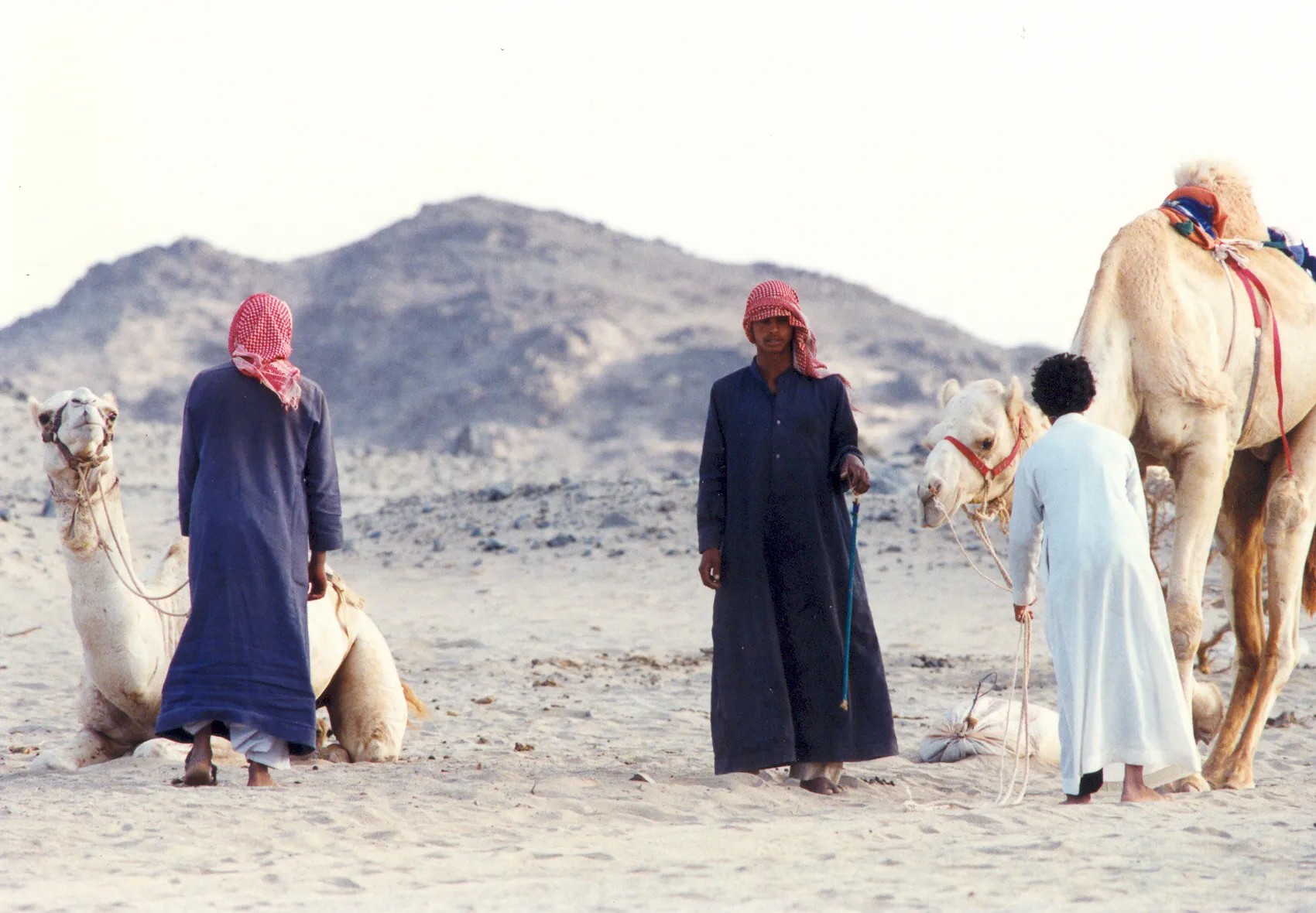 اكبر قبيله في الجنوب