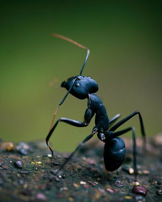 أين يعيش النمل المقاتل