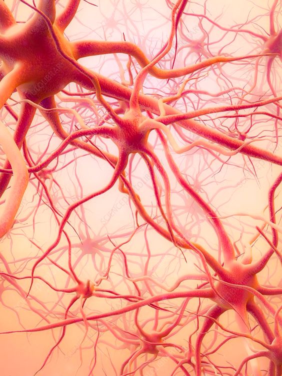 اي الحيوانات جهازها العصبي اقل تعقيدا