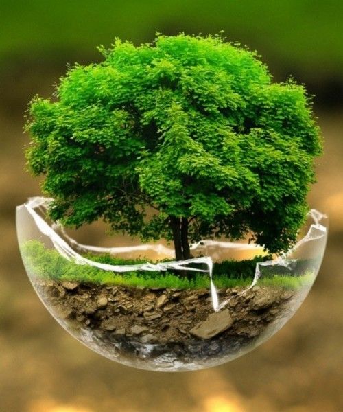 دور القدوة في التعامل مع البيئة