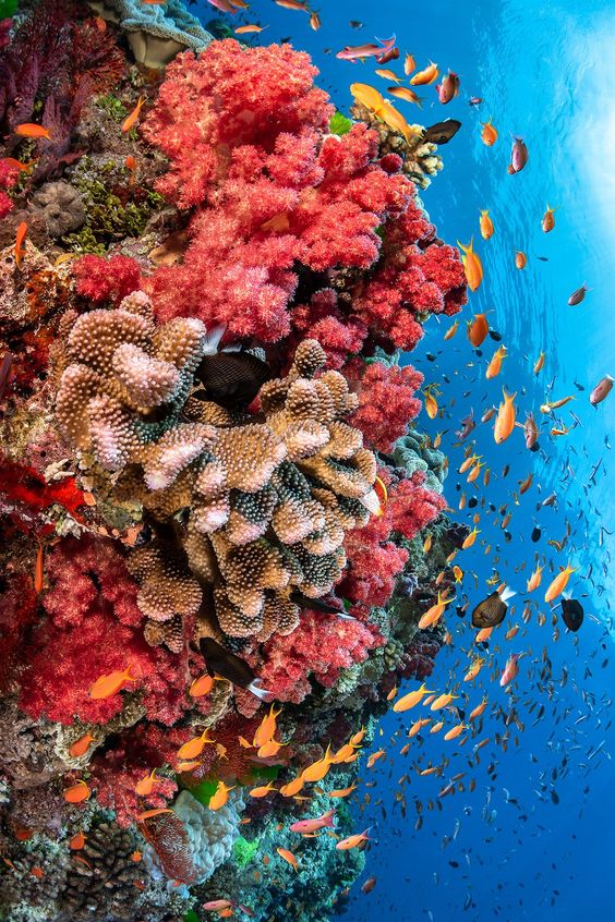  حقائق عن المرجان