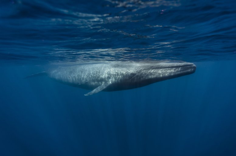 حقائق عن الحوت الأزرق