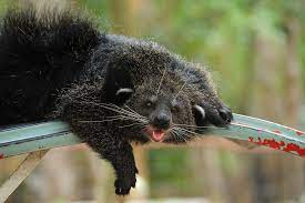 روائح الحيوانات