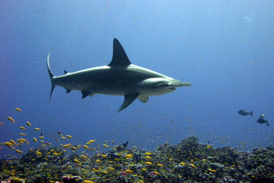 حقائق عن سمك القرش 