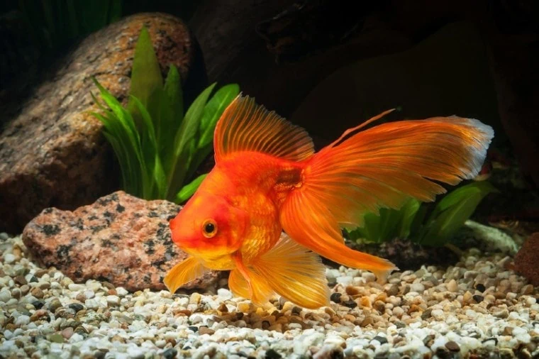 ماذا تعرف عن السمكة الذهبية أشهر أنواع أسماك الزينة