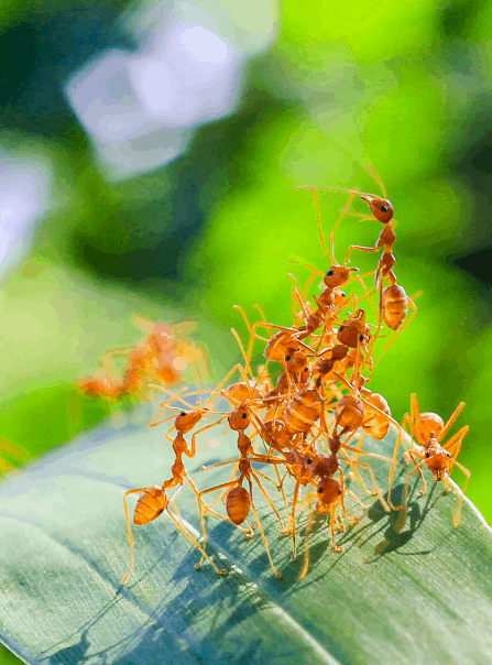معلومات عن النمل الناري