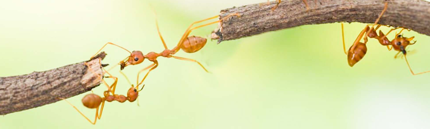 حقائق مثيرة للاهتمام حول النمل