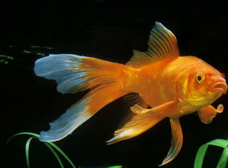 
حقائق عن السمكة الذهبية