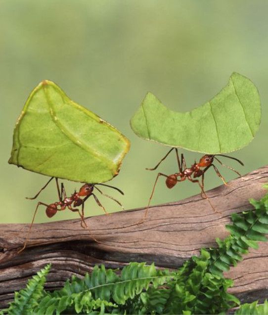 التخلص من النمل 