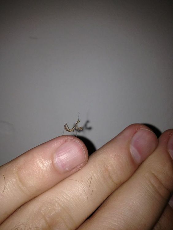  أصغر حشرات في العالم