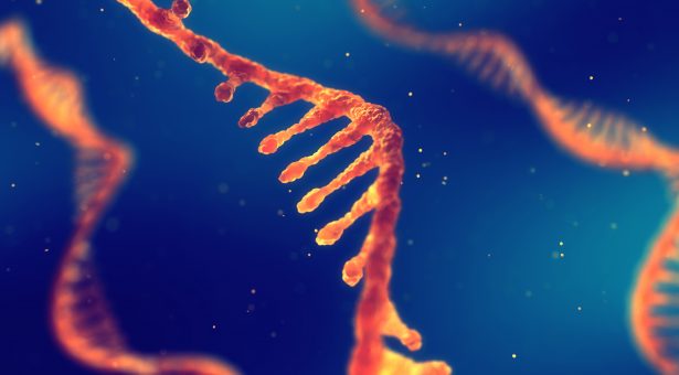 الحمض النووي RNA