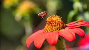 الزهور التي يمكن زراعتها والتي تجذب النحل؟