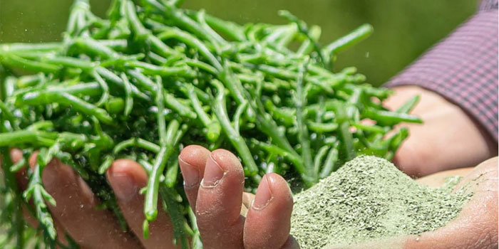 ملح  الساليكورنيا 