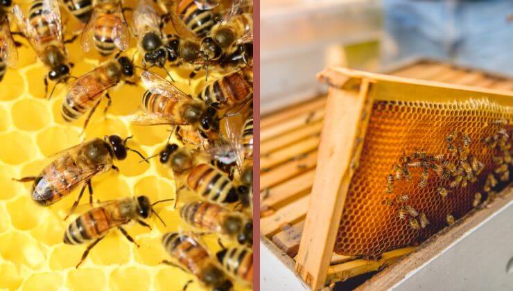 كيفية التخلص من النحل 