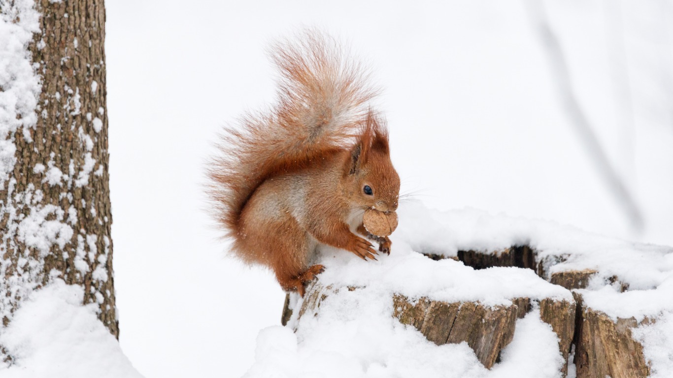 حقائق غريبة عن السناجب
