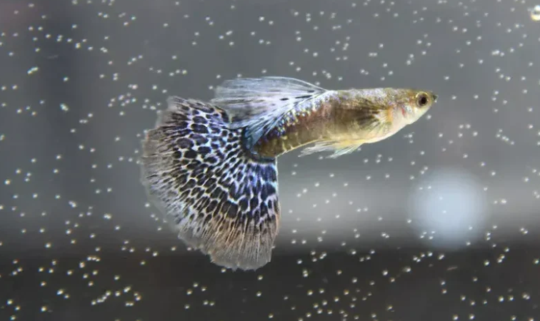 سمك غوبي الفسيفساء