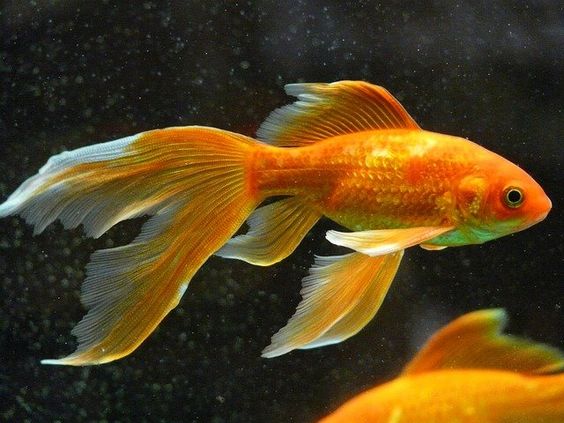 معلومات عن السمكة الذهبية
