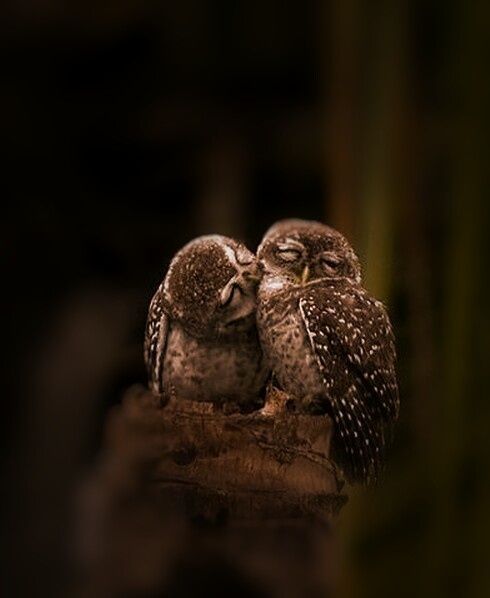 طيور تتزاوج مدى الحياة