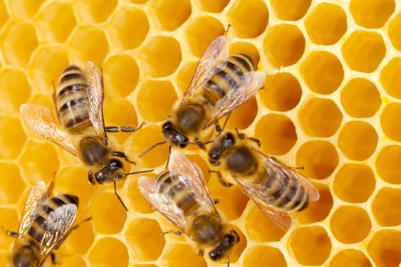 أشكال النحل