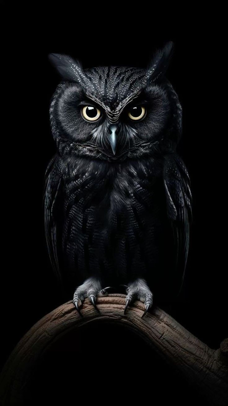 ما هي أكبر بومة في العالم؟