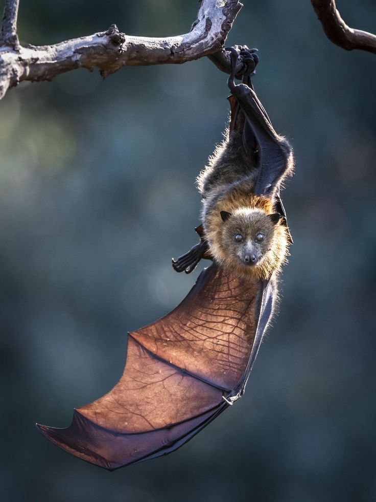 ما أهمية الخفافيش؟