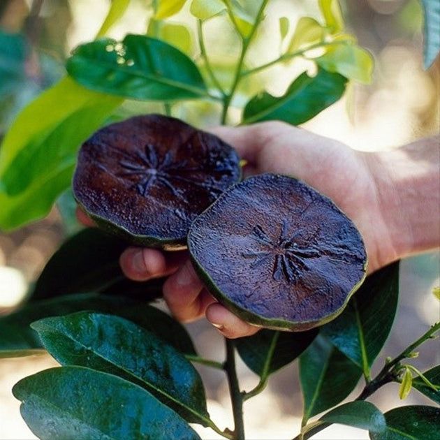طرق تناول السابوتي الأسود