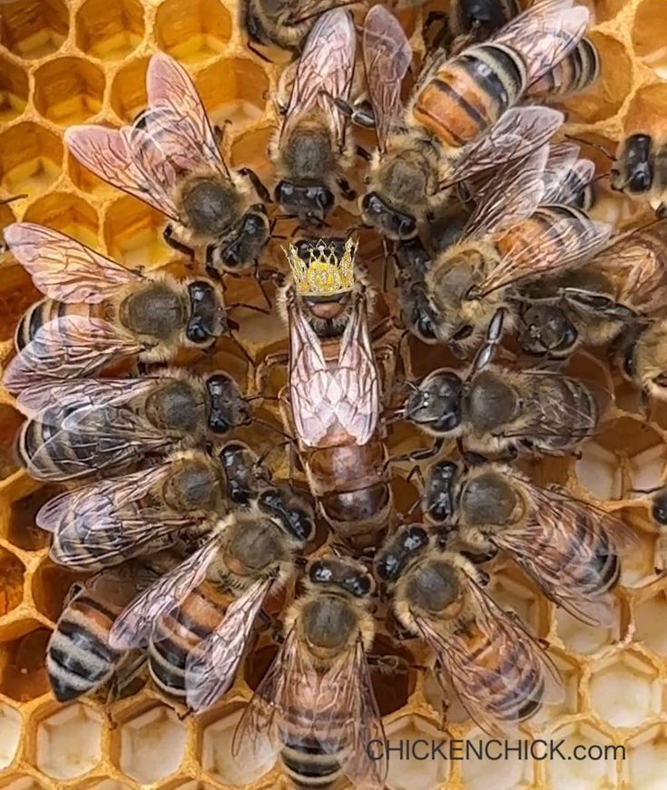 كم تعيش النحلة