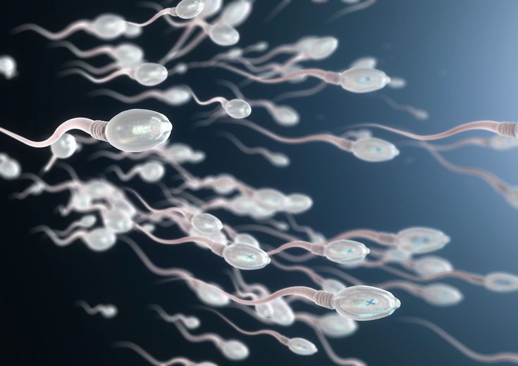 ما الذي يجب أن تعرفه عن الحيوانات المنوية