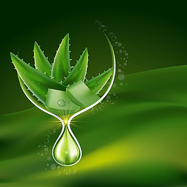 ازاي استعمل الصبار على الشعر؟
