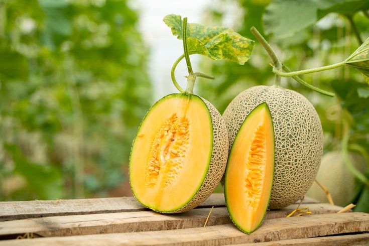 أبرز فوائد الشمام