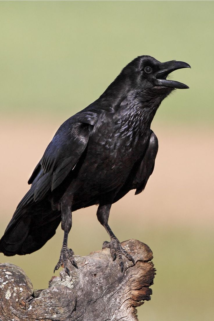 إلى ماذا يرمز نعيق الغراب؟